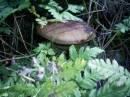 улов грибника 5: в лесу между Графским и Прылипкой (Загородние пейзажи)