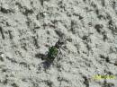 армейский жук :): на пляже у Девичьего озера (Загородние пейзажи)