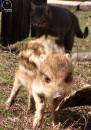 Охотник на кабана: Этот маленький дикий свин был пойман в районе села Петровское, одомашнен и стал совсем ручной (Загородние пейзажи)